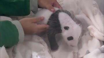 Twin giant pandas born at Berlin Zoo weigh 1kg