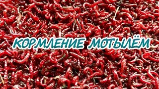 ВСЕ ЧТО НУЖНО ЗНАТЬ О КОРМЛЕНИЕ МОТЫЛЕМ АКВАРИУМНЫХ РЫБОК.