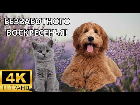 БЕЗЗАБОТНОГО ВОСКРЕСЕНЬЯ! УДАЧИ, ВЕЗЕНЬЯ И ХОРОШЕГО НАСТРОЕНИЯ!