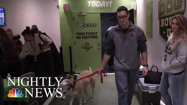 Senior Dogs Take The Field To Look For Forever Home | NBC Nightly News - DayDayNews