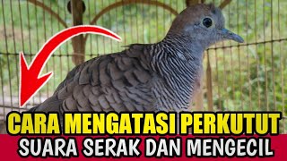 Mengatasi Suara Perkutut Serak Mengecil Dan Hilang