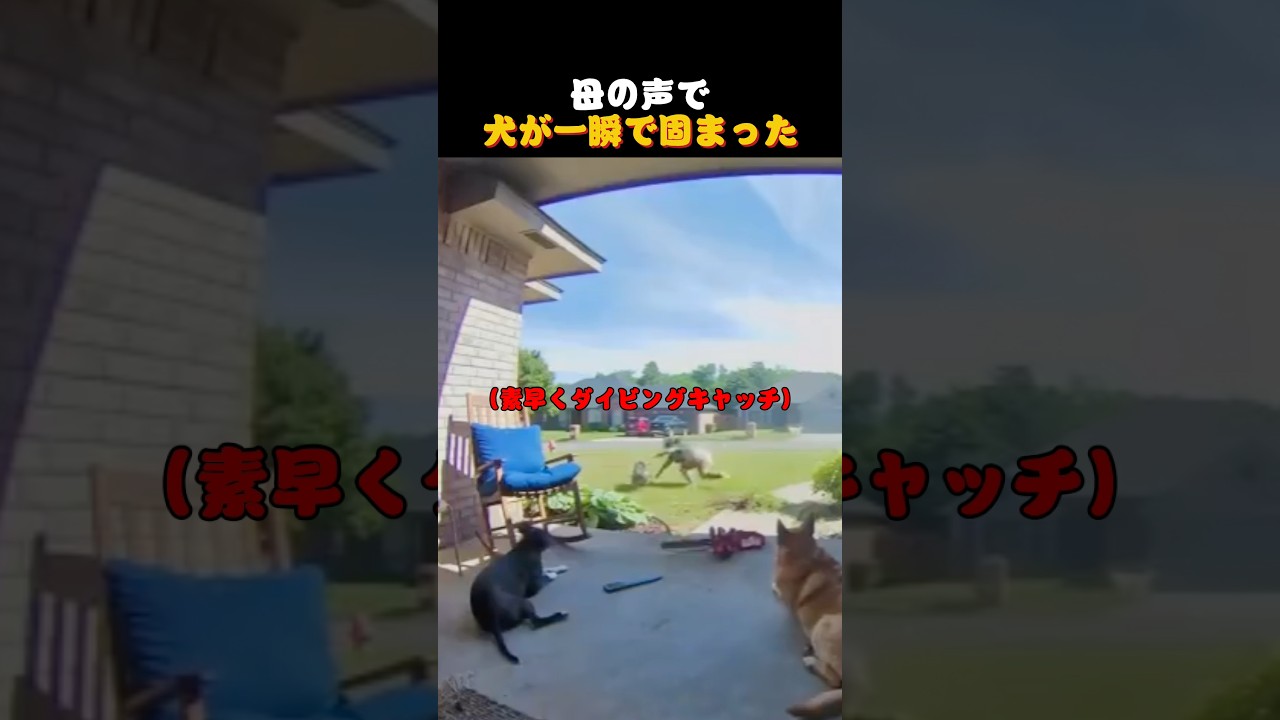 母の一言で犬が止まった理由
