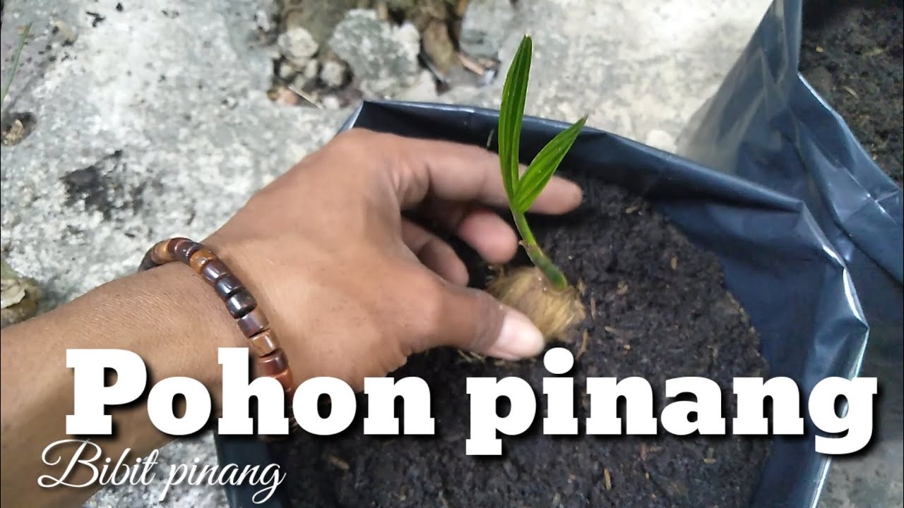 Budidaya pohon pinang 