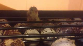 Quail chick chirping