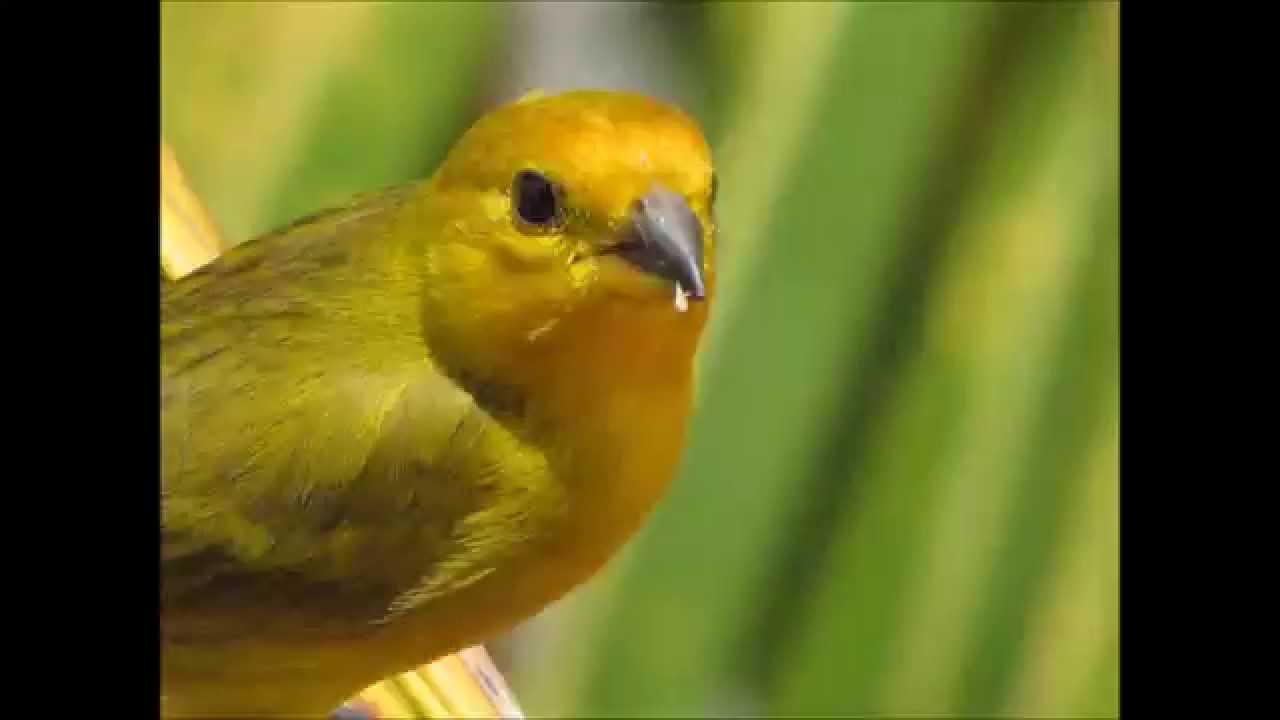 CANTO DE CANARIO DA TERRA RAPIDO CANÁRIO CANÇÃO DA TERRA RÁPIDO YouTube CANTO DE CANARIO DA TERRA RAPIDO CANÁRIO CANÇÃO DA TERRA RÁPIDO YouTube
