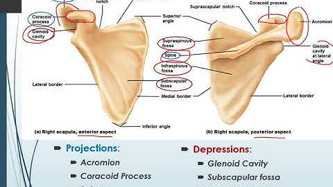 Chapter 8 Appendicular Skeleton