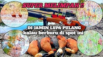 SUPER MELIMPAH‼️berburu belibis langsung di sarang nya // di jamin lupa pulang
