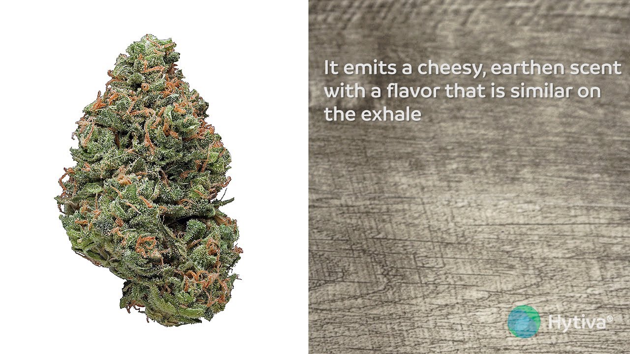 Big Buddha Cheese | Strain Review