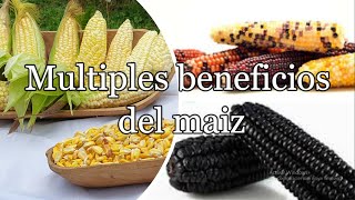 MAIZ - CHOCLO - Beneficios y propiedades nutritivas y medicinales ¿Por qué debes consumirlo?