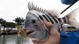 Easy Way To Catch Sheepshead In Canals (Without Live Bait)