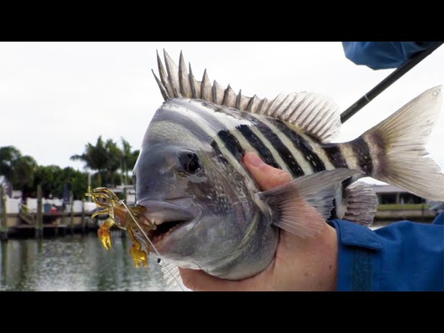How To Catch Sheepshead On Fake Crabs (LIVE Video) 