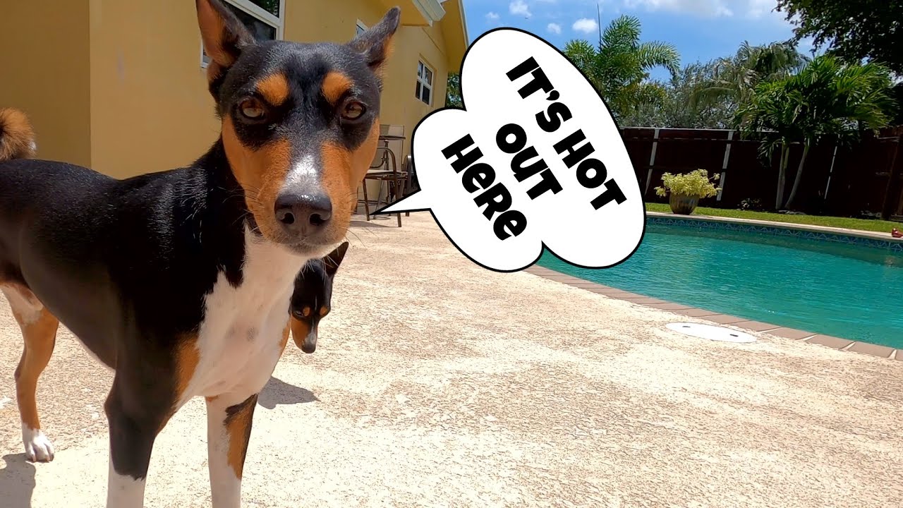 Summer is almost here! | Basenji Zinga and Zulu in the backyard