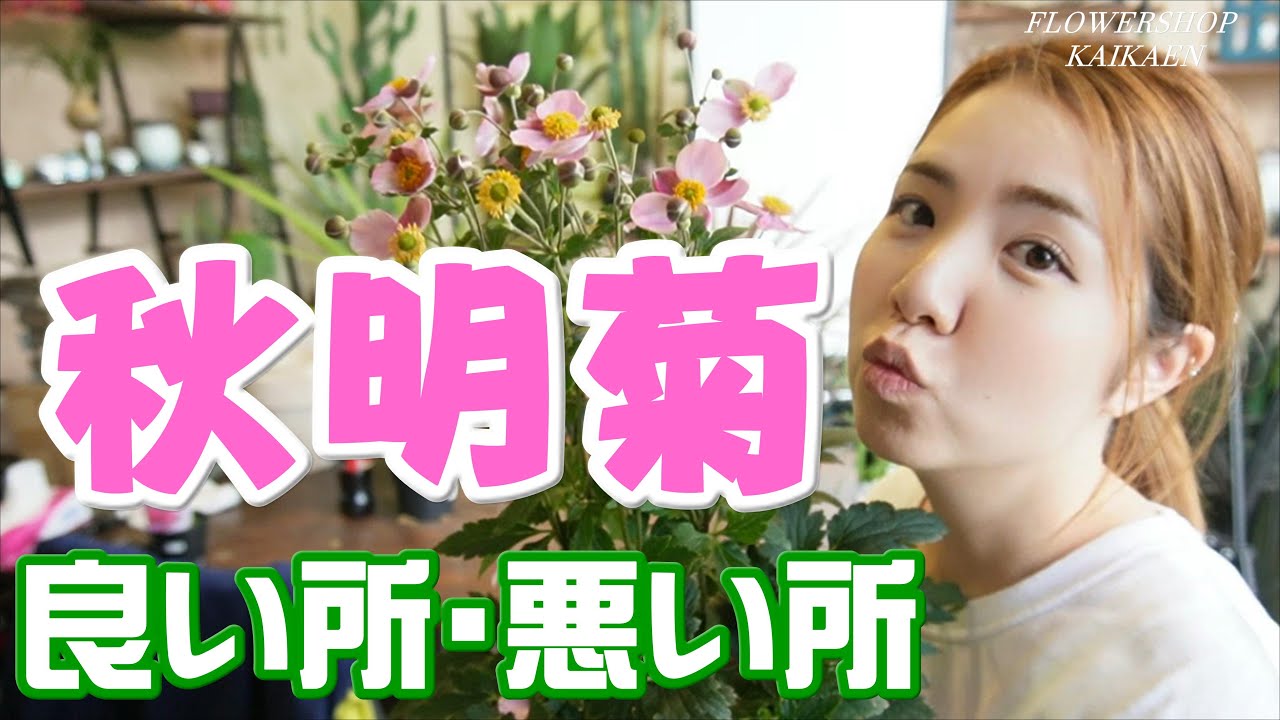 秋明菊　秋が綺麗　良い所・悪い所　宿根草　日陰でも育つ　根っこを捨ててしまう　3年経つとすごく綺麗　地植えがおすすめ　【おうちでガーデニング】開花園チャンネル