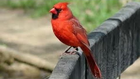 Cardinalidae bird