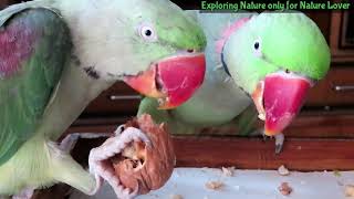 Mitthu | parrot love walnut | Alexander parrot favourite dry fruit Walnut screenshot 5