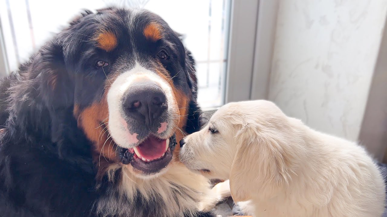 Bernese Mountain Dog Plays with Golden Retriever Puppy - YouTube