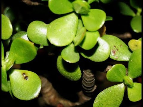 Video: Jade Plant Pruning - Yuav Ua Li Cas Prune Jade Plant