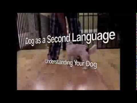 Dog as a Second Language: Learn to Read Dogs  Fenzi Dog Sports Academy Class