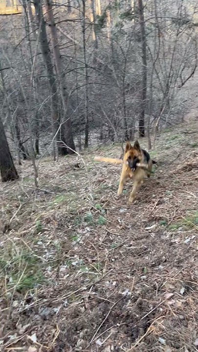 Утренняя зарядка #germanshepherd #собака #животные - YouTube