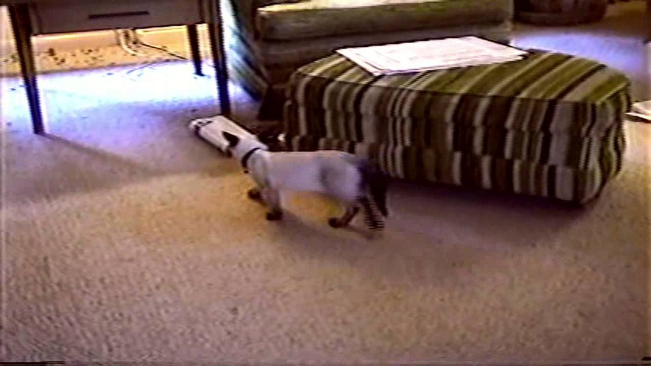 1995 to 1996 Neal Sorensen Videos