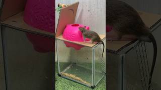 Best Mouse Trap Idea/Creative Mouse Trap #Mousetrap #Rattrap #Rat