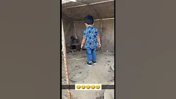 دخل عند الدجاج شوفو وش صار له 