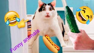 NEW FUNNIEST ANIMALS VIDEO 2023|BEST FUNNY CATS AND DOGS VIDEO|FUNNY VIDEO 😺🐶 by The budgie birds 533 views 2 months ago 11 minutes, 43 seconds