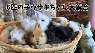 6匹の子ウサギちゃん大集合！【うさぎ専門店monLapin】
