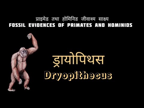 वीडियो: Driopithecus: जीवन की अवधि, आवास और विकास की विशेषताएं