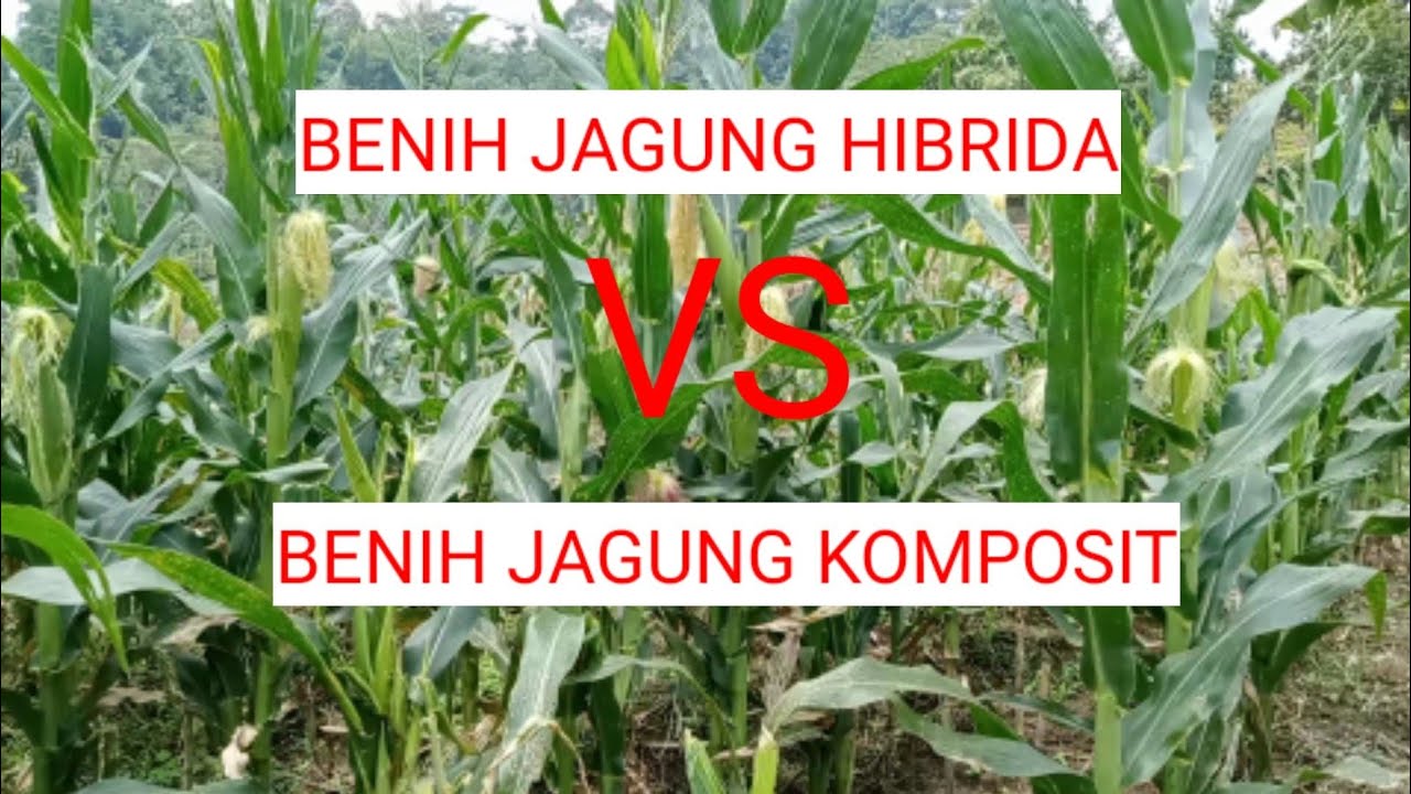 Benih Jagung Hibrida VS Benih Jagung Komposit, Lebih Baik Mana??!