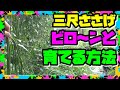 【三尺ささげ栽培方法】苗作りから収穫までの栽培記録  手間いらず簡単に作れるよ