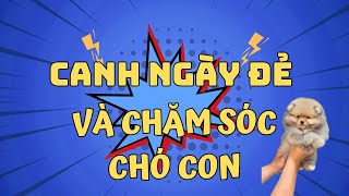 Kinh nghiệm canh ngày đẻ và chăm sóc chó sơ sinh | Bánh Bò Pomeranian Vlog #4