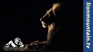 Amazing Lion Roar On Night Safari   Kruger Safari