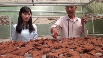 Thoại Sơn: Mô hình nông nghiệp ứng dụng công nghệ cao