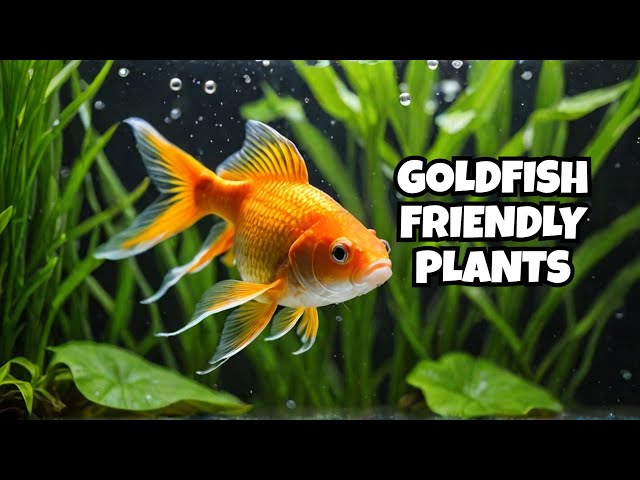 Can Goldfish Live with Moss Balls?