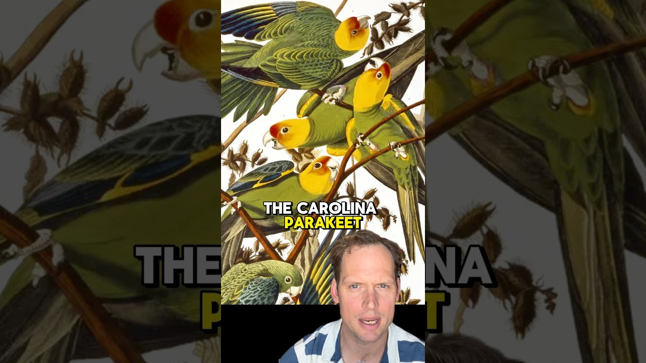 Carolina Parakeet: only 