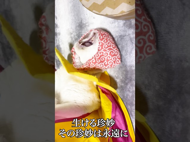 考えたら負けな珍獣の遊び #cat  #猫  #ねこ  #shorts  #猫のいる暮らし