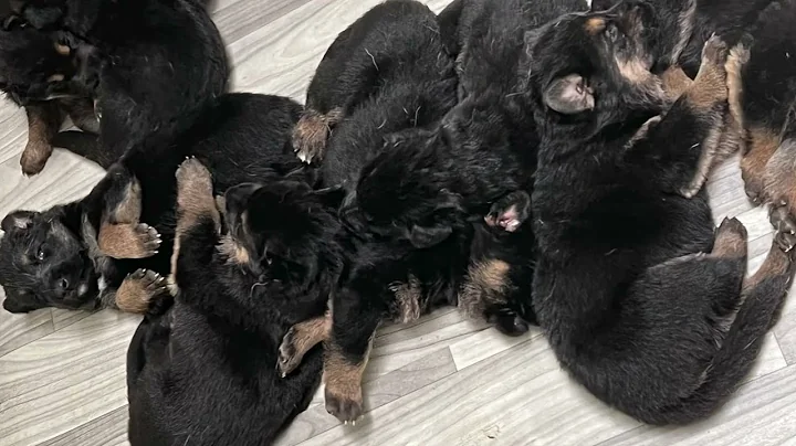 AD litter Overcomes