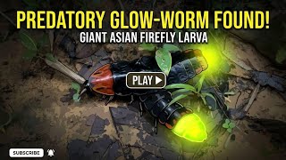 The Giant Firefly Larva You Didn't Know Existed. #TheForestLife #ForestWildlife #NatureChannel