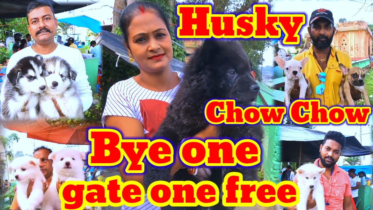 ১টা husky কিনলে ১টা dog Free😱Resent dog puppies price in kolkata😱