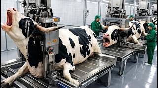Inside GREY BRAHMAN Bull Factory | How White Horn Becomes Million-Dollar Luxury Goods