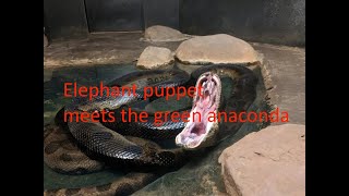 Elephant Puppet meets the green anaconda