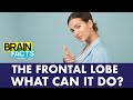 The Frontal Lobe explained in 30 seconds | Brain Facts #shorts