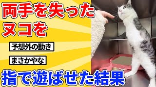 【2ch動物スレ総集編】両手を失ったヌコを遊ばせた結果→動きが衝撃すぎる