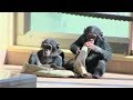 リュウ家族 チンパンジー 98 Chimpanzee Ryu family groups