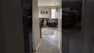 That&#39;s the end of the paper towels - #shorts #dogshorts #dogmemes #funnydogs #cutedogs #aww