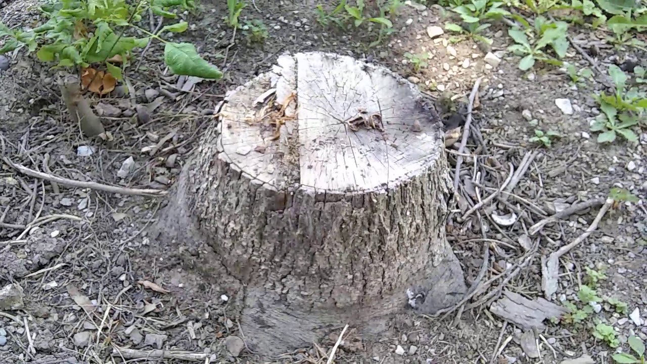 Etter tree row cut 1 - YouTube