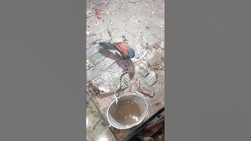 Bìm bịp mẹ tha rắn cạp nia cực độc về nuôi con non #동물키우기 #cobra