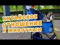 Домашние животные в Китае. Как к ним относятся китайцы и каких животных выбирают