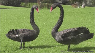 Two Black Swan Sing Loudly Together Before Mating -  Black Swans Fall In Love Calling Sounds !